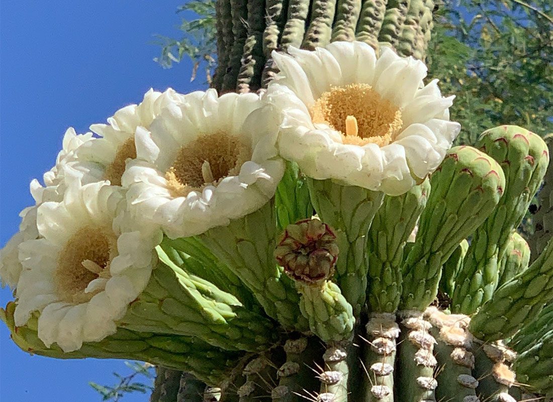 About Our Agency - Closeup View of a Saguaro Cactus with White Flower Blooms on a Sunny Day in Tucson Arizona