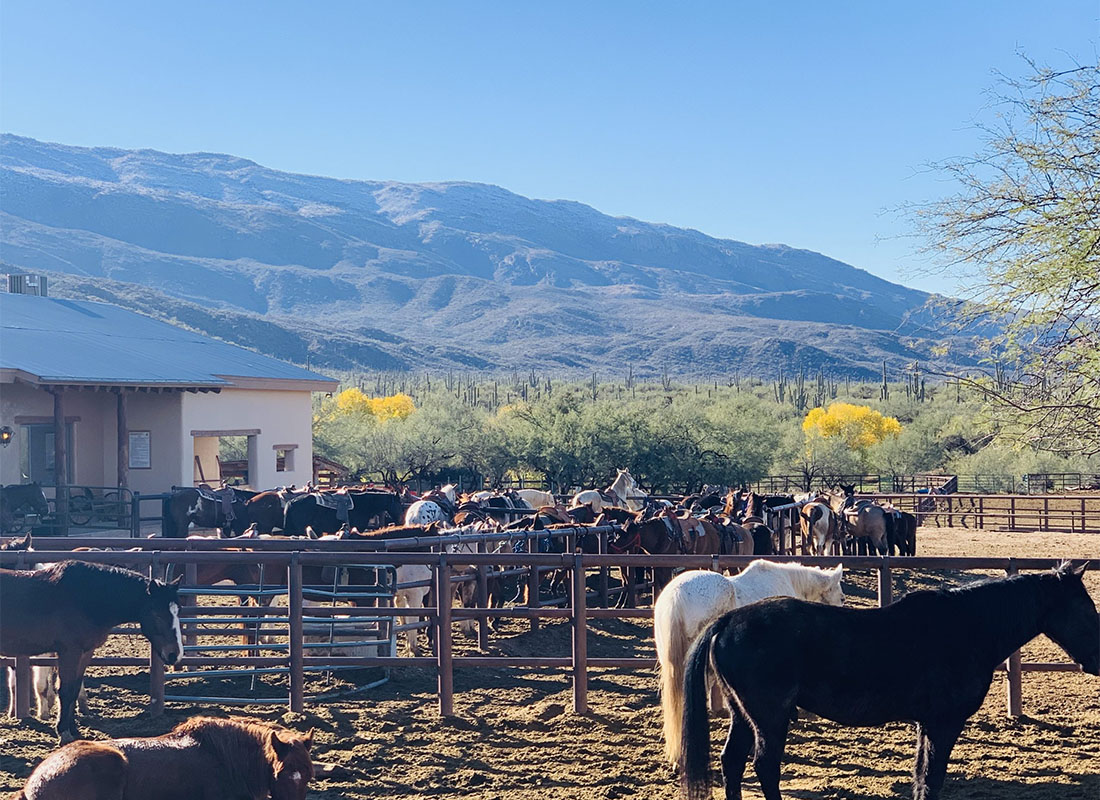 About Our Agency - View of a Ranch with Horses in Tucson Arizona with Views of the Mountains in the Background
