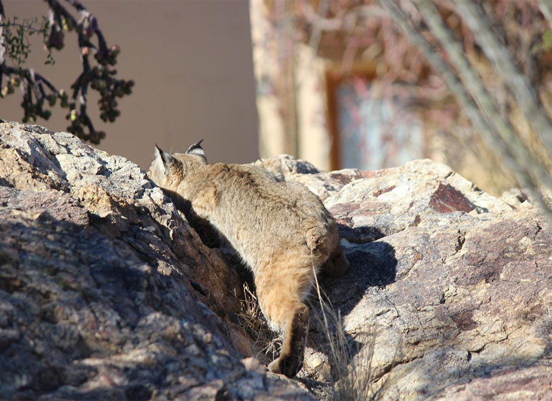 Homepage - Rear View of a Bobcat in Tucson Arizona Climbing Up a Rock on a Sunny Day