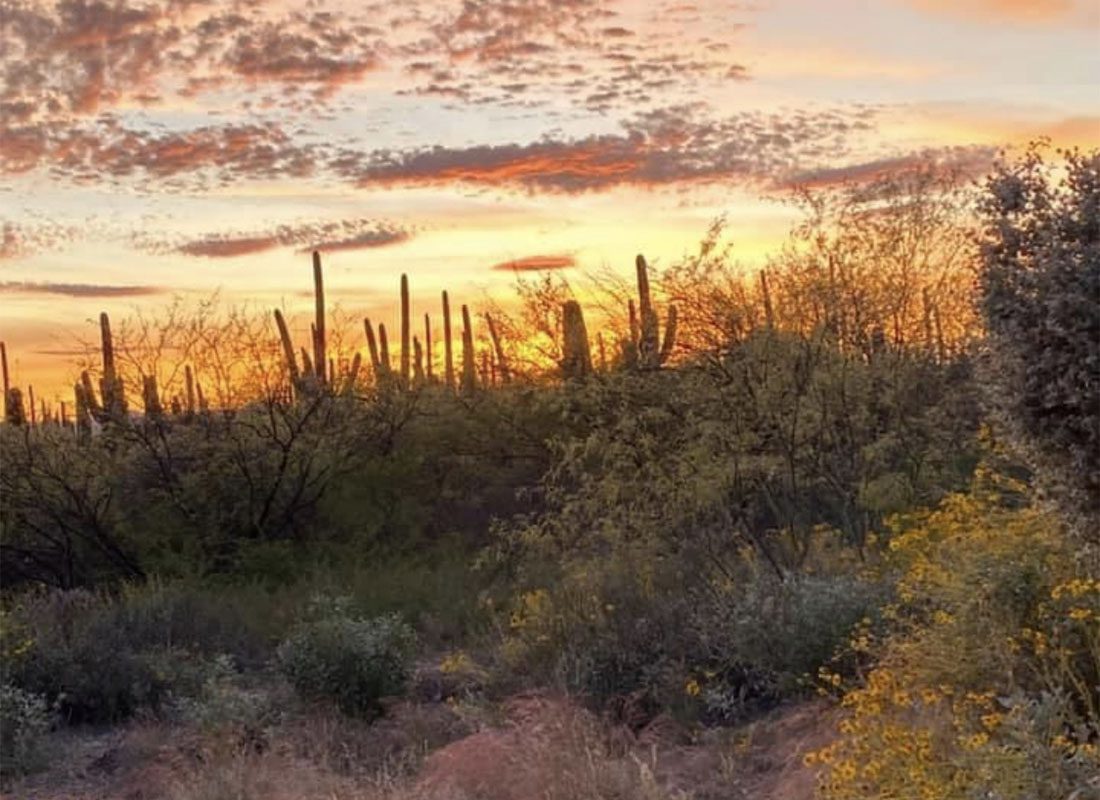 Homepage - View of a Field of Wildflowers and Cactus Plants at Sunset with a Colorful Sky in Tucson Arizona