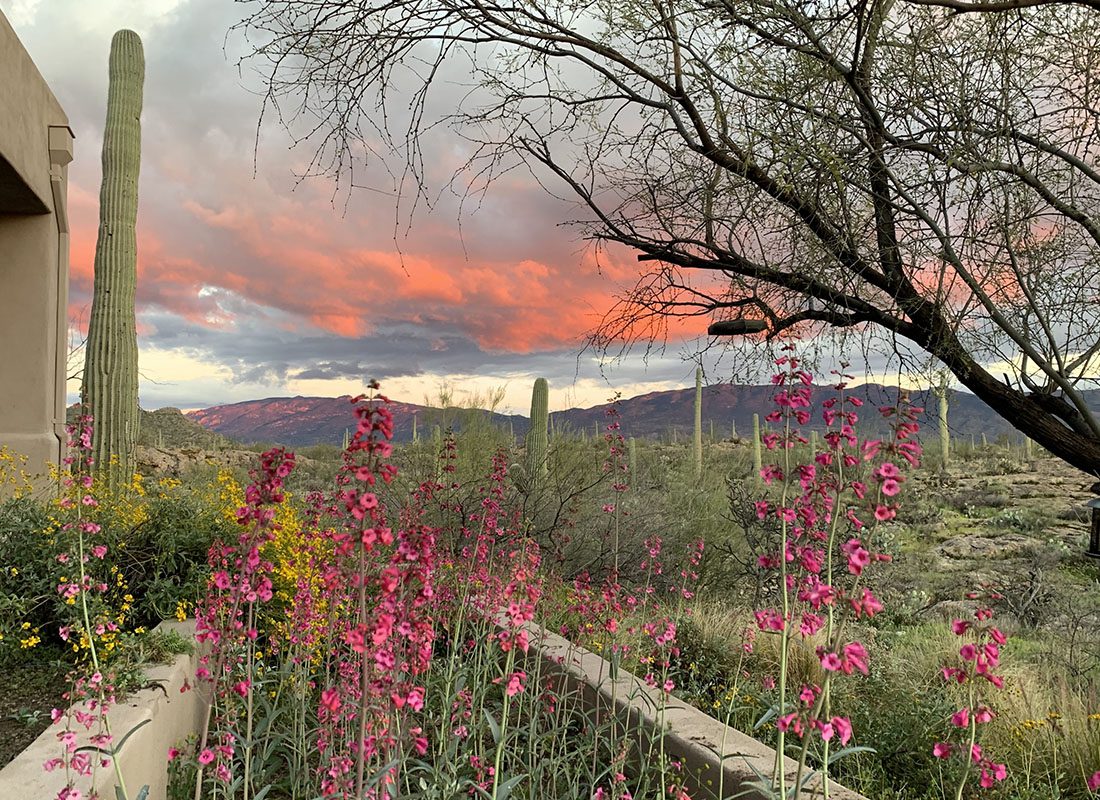We Are Independent - Scenic View of Wildflowers Growing Next to a Home in Tucson Arizona with Vivid Orange Clouds Over the Mountains in the Background
